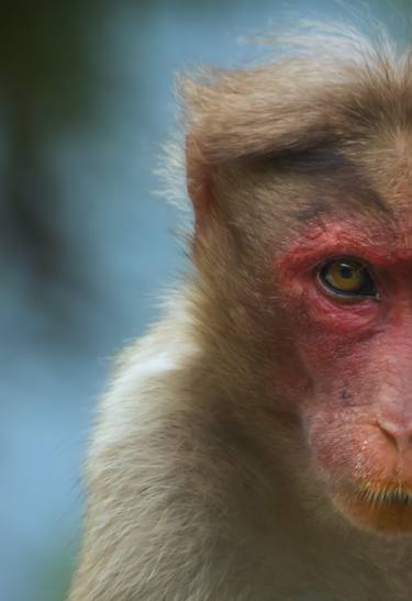 Print of Animal Photography by Bhavya joshi