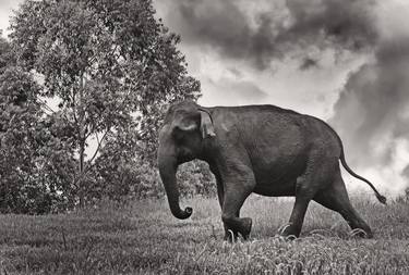 Original Abstract Animal Photography by Bhavya joshi