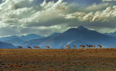 Original Nature Photography by Bhavya joshi