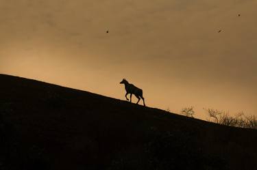 Print of Documentary Nature Photography by Bhavya joshi