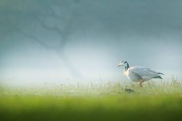 Original Art Deco Nature Photography by Bhavya joshi