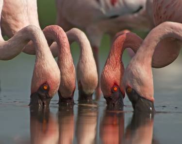 Upclose with Flamingos - Limited Edition of 10 thumb