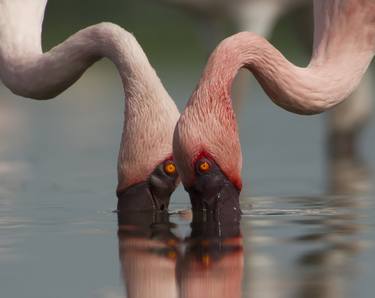 Upclose with Flamingos 2 - Limited Edition of 10 thumb