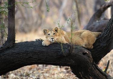 Original Art Deco Animal Photography by Bhavya joshi