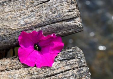 Print of Fine Art Floral Photography by Maya Petrova