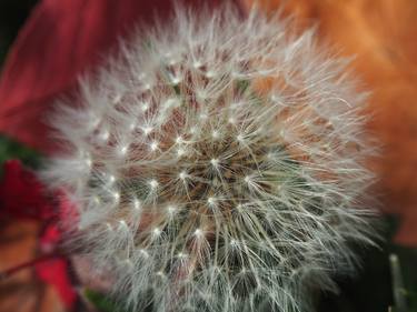 Dandelion /red/ - Limited Edition 1 of 10 thumb