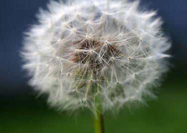 Dandelion /blue&green/ - Limited Edition 1 of 10 thumb