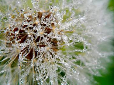 Dandelion /macro/ - Limited Edition 1 of 10 thumb