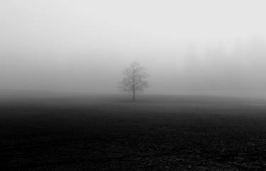 Lonely Tree in Fog thumb