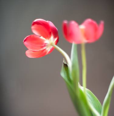 Tulips - Limited Edition 1 of 1 thumb