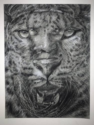 Original Animal Drawings by JC Amorrortu