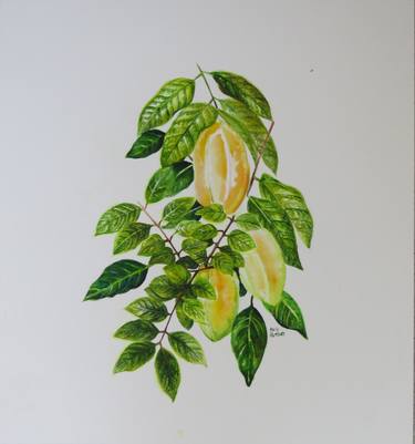 Original Botanic Paintings by Holly Rutchey