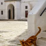 South cat, Apulia by teresa imbriani