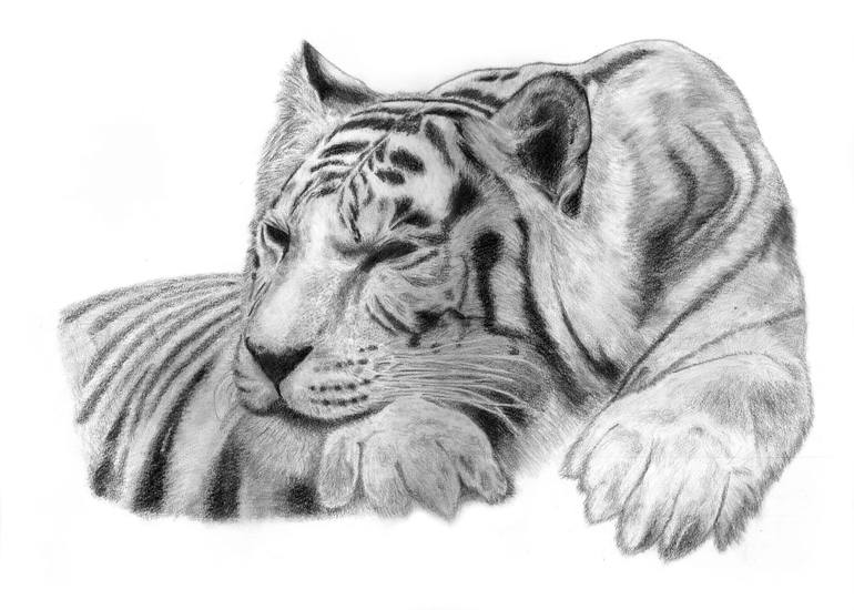 How To Draw A Sleeping Tiger