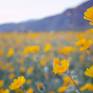 Collection California Super-Bloom