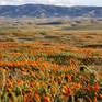 Collection California Super-Bloom