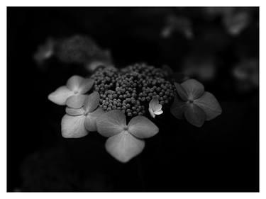 Hydrangea_001 – Limited Edition of 20 thumb