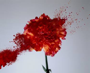 Original Conceptual Floral Photography by Patrick Ryan