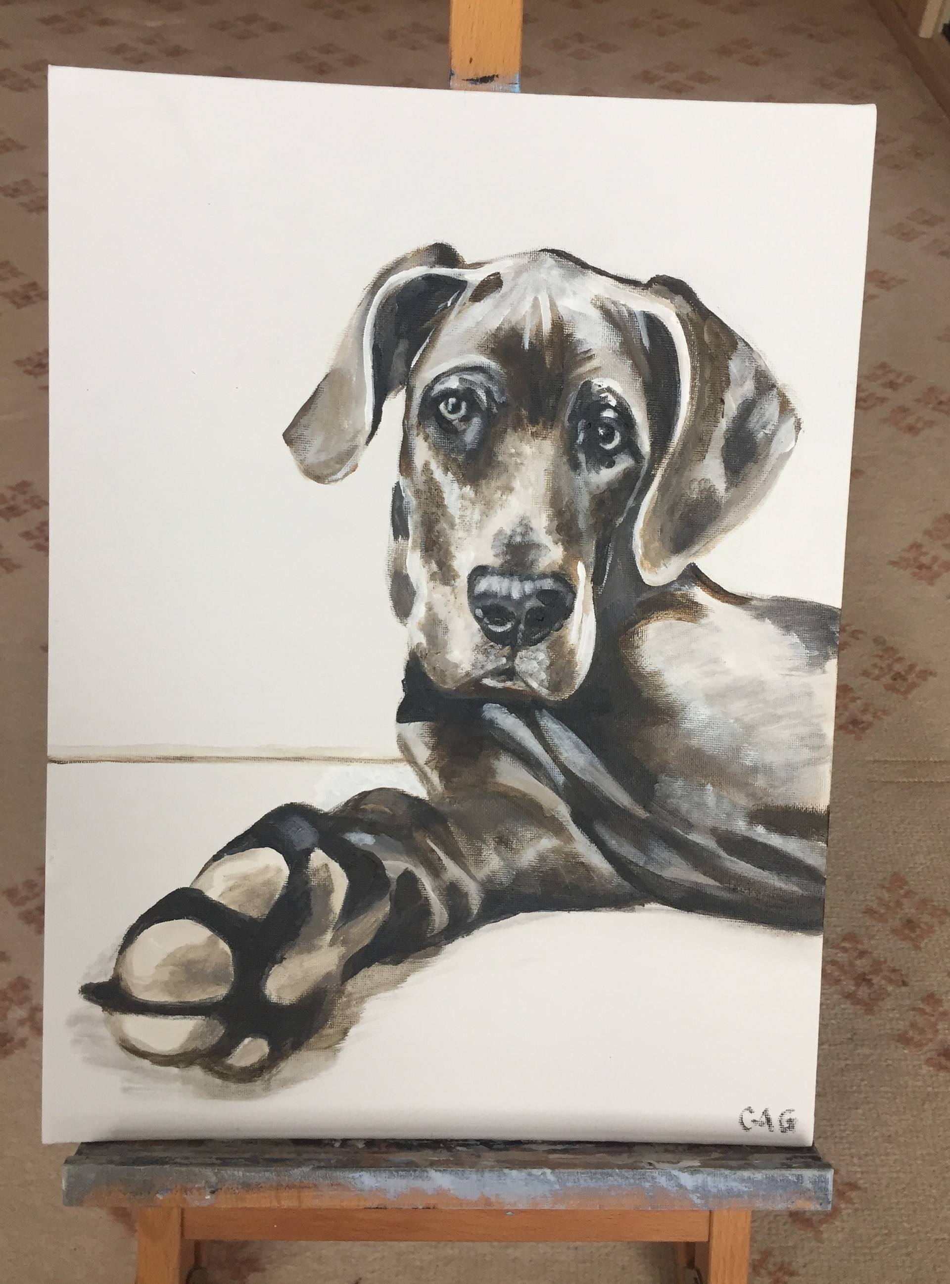BLACK GREAT DANE Dog Painting ART 11 X 14 by Artist DJR 