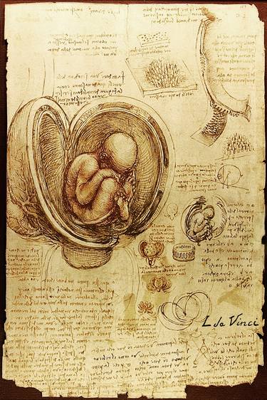 Da Vinci Studies Of Embryos By Da Vinci thumb
