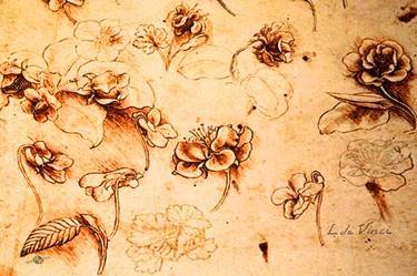 Da Vinci Flower Study Gold By Da Vinci thumb