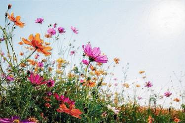 Flowers In Field Floral Landscape Detail thumb