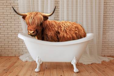 Scottish Highland Cattle Cow Bull Head Breeder in Bathtub - Limited Edition of 1 thumb