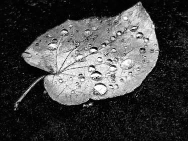 Silver Leaf With Dew In Rain - Limited Edition of 1 thumb