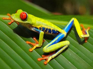 Cute Colorful Poison Frog Wildlife - Limited Edition of 1 thumb