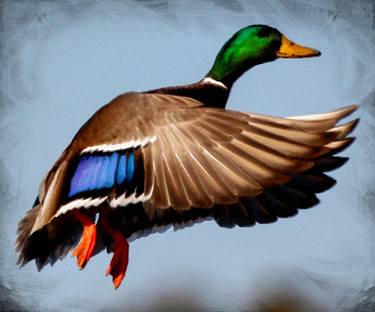 Duck Goose Bird Flying Hunting - Limited Edition of 1 thumb
