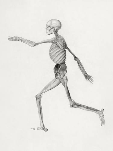 Skeleton Drawing - Limited Edition of 1 thumb