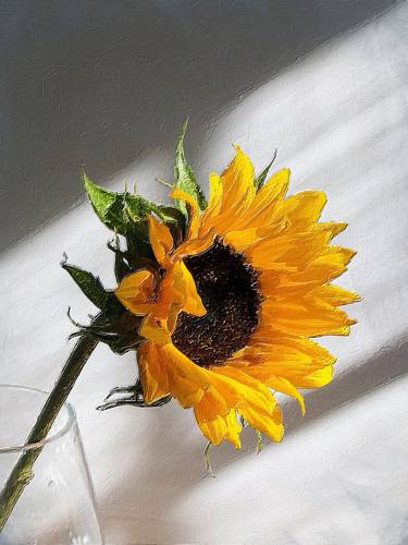 Sunflower And Light - Limited Edition of 1 thumb