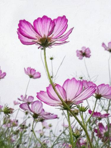 transparent-flowers: “Dewy Pink Peony. (x). ”