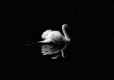 Swan At Night - Limited Edition of 1 thumb