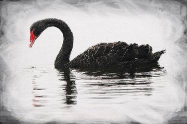 Black Swan Duck Goose Swan Bird Silohette Hunting - Limited Edition of 1 thumb