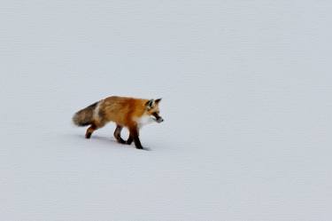 Fox In Snow - Limited Edition of 1 thumb