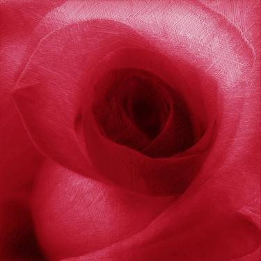 Red Rose thumb