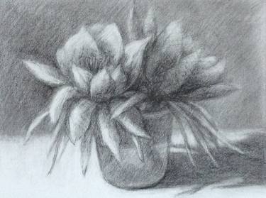 Original Still Life Drawings by Finnie Chen