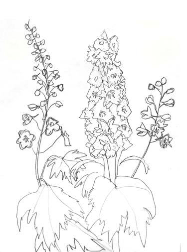 Original Floral Drawing by Jill Jeannides