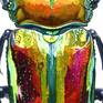 Phalacrognathus Muelleri / Rainbow Stag Beetle