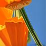 Californian Poppy and Pacific Wind #1 - Detail