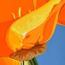Californian Poppy and Pacific Wind #1 - Detail