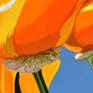 Californian Poppy and Pacific Wind #2 - Detail