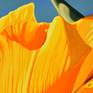 Californian Poppy and Pacific Wind #3 - Detail