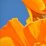 Californian Poppy and Pacific Wind #3 - Detail