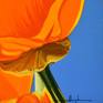 Californian Poppy and Pacific Wind #4 - Detail
