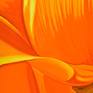 Californian Poppy and Pacific Wind #4 - Detail