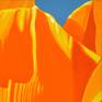 Californian Poppy and Pacific Wind #4 - Detail