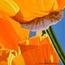 Californian Poppy and Pacific Wind #5 - Detail