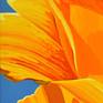 Californian Poppy and Pacific Wind #5 - Detail